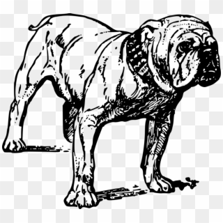 French Bulldog Bull Terrier Pit Bull Drawing - Bulldog Clip Art - Png Download