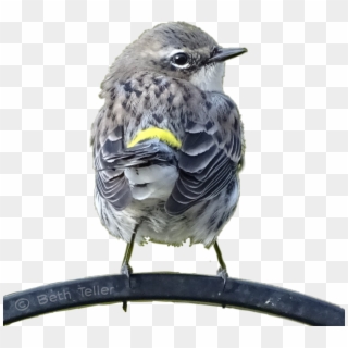 Bird Sticker - Yellow Rumped Warbler Clipart
