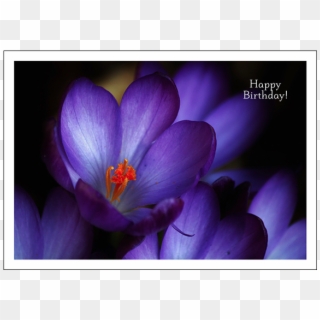 Purple Crocus Happy Birthday - Happy Birthday Purple Flowers Clipart