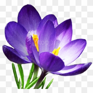 Free Png Download Crocus S Png Images Background Png - Crocus Png Clipart