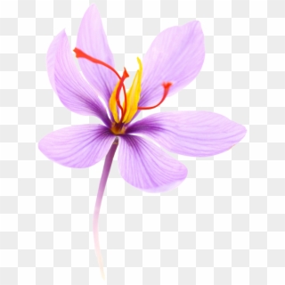 Saffron Is A Spice Coming From The Crocus Flower - Saffron Flower Png Clipart