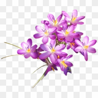 #crocus - Tommie Crocus Clipart