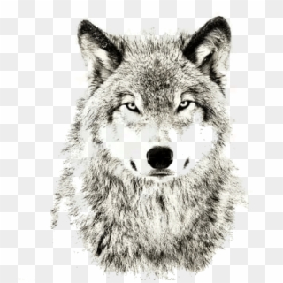 Wolves Don T Care About The Opinions Clipart