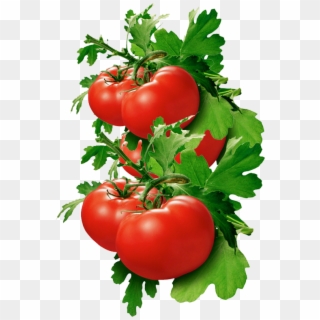 Tomato Basil Clipart