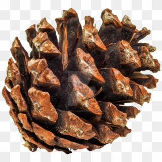 Pine Cone Png Clipart