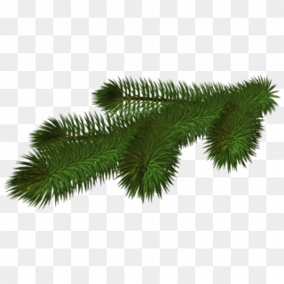 Free Png Transparent Pine Branch 3d Png - Christmas Tree Branches Clipart
