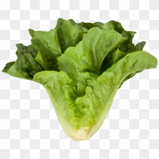 Free Png Download Romaine Cos Lettuce Png Images Background Clipart