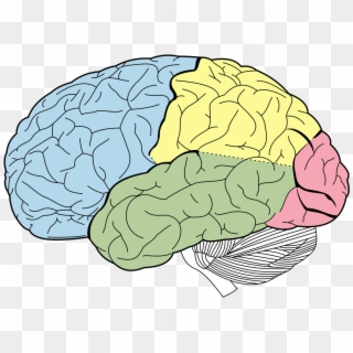 1200 X 857 3 - Lobes Of The Brain Unlabeled Clipart
