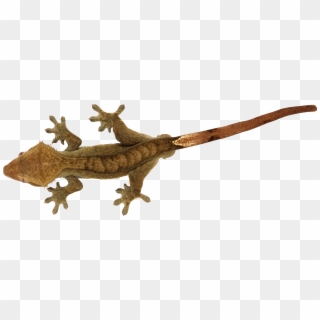 Lizard Png - Png Reptile Gif Clipart