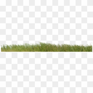 Grass, Grass With No Background, Nature, Green, Plant - Grass Clipart