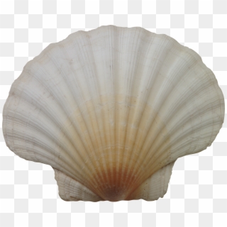 Seashell Png - Ракушка Фотошоп Clipart