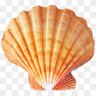 Sea Shell Png - Seashell Png Clipart