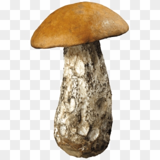 Nature - Mushroom Transparent Clipart