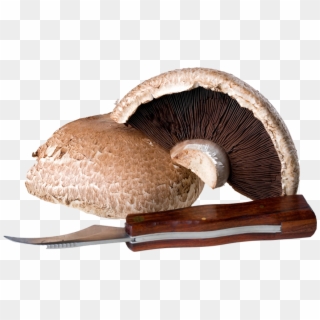 Mushrooms - Shiitake Clipart