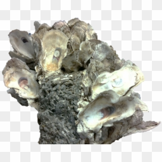 Presenting The Oyster Scaffold Clipart