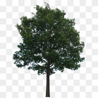 Oak Tree Png - Trees Png No Background Clipart