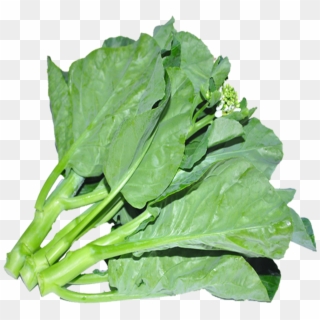 Chinese Kale - Spinach Clipart