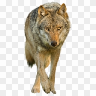 Wolves With Transparent Backgrounds - Transparent Background Wolves Png Clipart