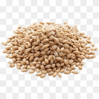 Barley Grains Png Clipart