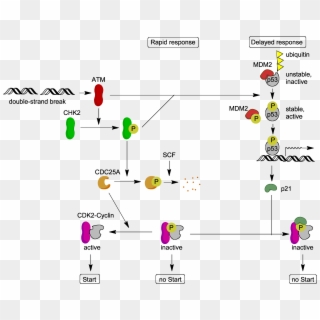 Atm Target Proteins - Cell Cycle And Programmed Cell Death Clipart