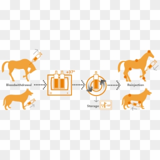 Orthokine Vet Irap-processing Horse And Dog - Autologous Conditioned Serum Horse Clipart