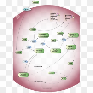 Pentose Phosphate Pathway , Pharmacodynamics Diagram - Pentose Phosphate Pathway In Rbc Clipart