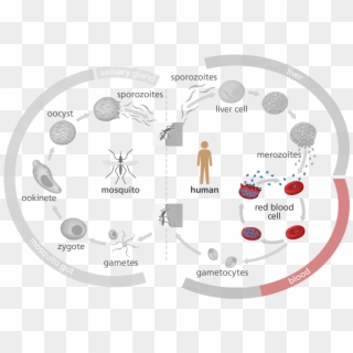 Illustration Highlighting The Red Blood Cell Stage - Discuss Malaria Life Cycle Clipart