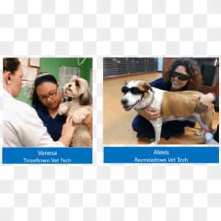 Vet Techs1 Forever Vets Animal Hospital Florida - Companion Dog Clipart