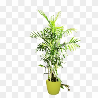 If You Like This Template And Want To Use Them, Please - Houseplant Clipart