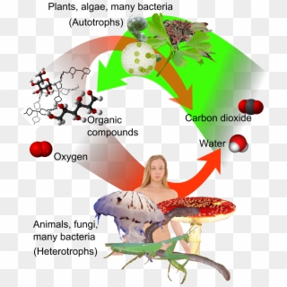 Auto-and Heterotrophs - Plant And Animal Immune System Clipart