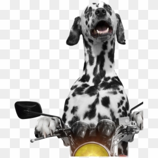 Dog And Cat Riding Motorcycle Clipart