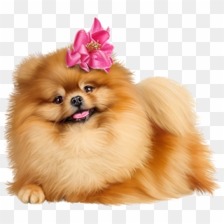 Cute Pomeranian Puppies - Free Pomeranian Clip Art - Png Download