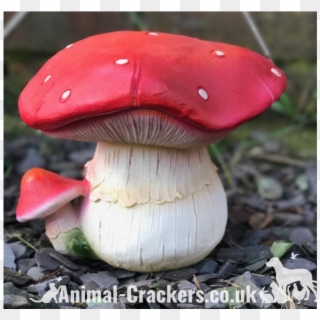 Large 19cm Red Bulbous Toadstool Mushroom Fungi Garden - Russula Integra Clipart