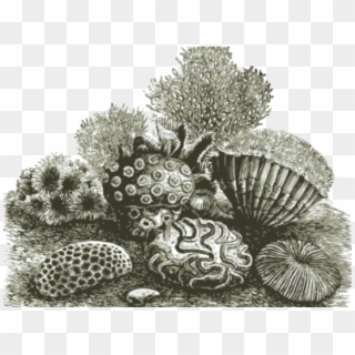 Coral Reef Clipart Fan Coral - Coral Reef Drawing Transparent - Png Download