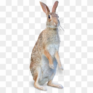Png Wild Rabbit Transparent Clipart