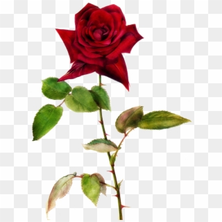 Single Red Rose Clip Art Free Best - Picsart Transparent Background Rose Png