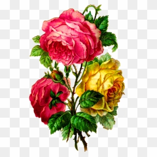 Centifolia Roses Paper Flower Bouquet Cut Flowers - Hybrid Tea Rose Clipart