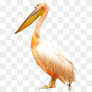 Clip Royalty Free Bird Pelican Clip Art - Pelikan Png Transparent Png