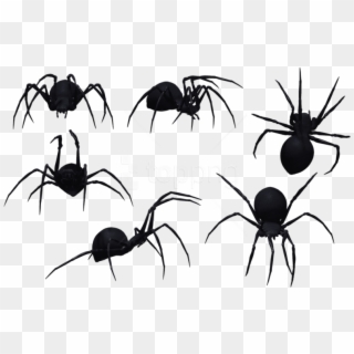 Free Png Spider Png Images Transparent - Spiders Png Clipart