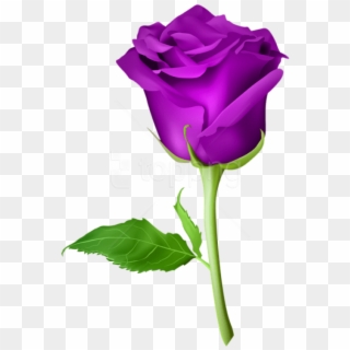 Free Png Download Rose Purple Transparent Png Images - Rose Flower Png Clipart