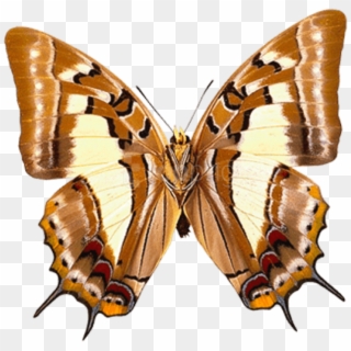 Free Png Download Butterfly Clipart Png Photo Png Images - Коричневая Бабочка На Прозрачном Фоне Transparent Png