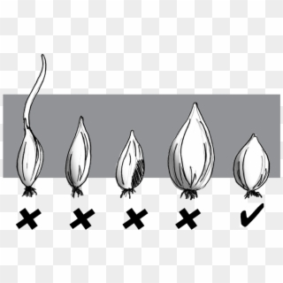 From - Grow White Onion Clipart
