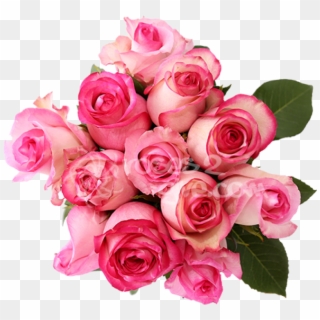 Buy Light Ping - Garden Roses Clipart