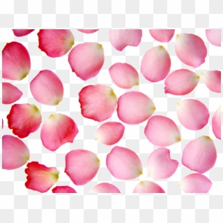 &174 Colecci&243n De Gifs Scrap De Petalos Flores - Rose Petals Clipart
