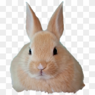 Babybunny Sticker - Rabbit Clipart