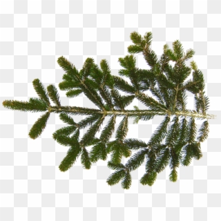 Share This Image - Fir Tree Branch Texture Clipart