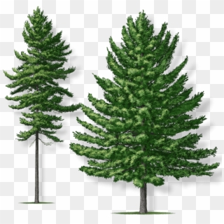 Expand Image - Norway Pine Robert O Brien Clipart