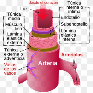 Arteries Diagram Clipart