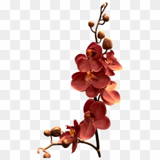 Orchid Branch Flower Png Image - Orchid Branch Clipart