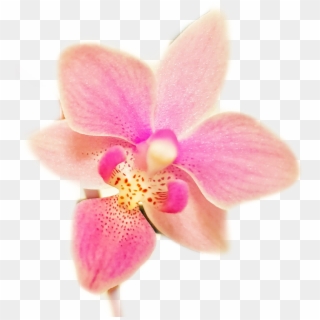 Flower Sticker - Orchids Of The Philippines Clipart